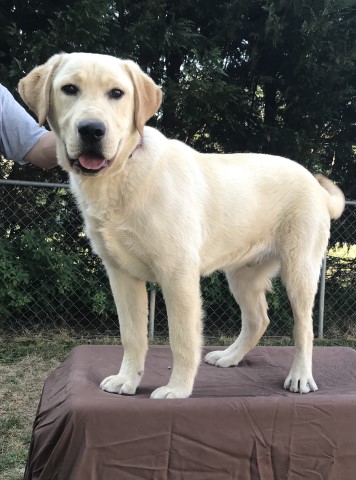 AKC Yellow Male Labrador Retriever 7 month old