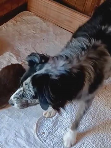 Miniature Australian Shepherd puppy for sale + 66634