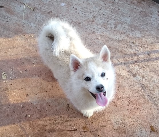 F3x Pomsky puppies