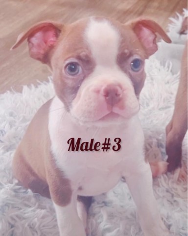 Boston Terrier puppy for sale + 66033