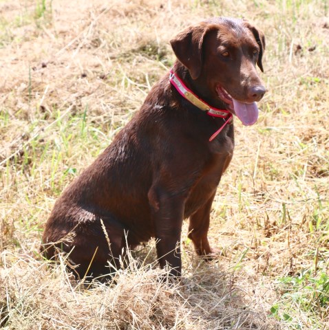 Labrador Retriever puppy for sale + 58928