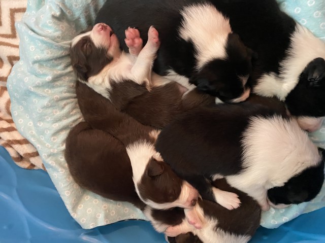 Border Collie puppy for sale + 60137