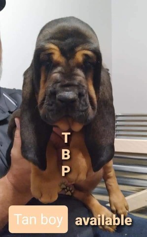 Bloodhound puppy for sale + 62425