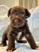 Schnauzer miniature Miniature Schnauzer for sale/adoption