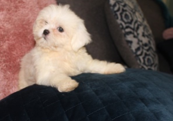 Mi Ki puppy for sale + 62101