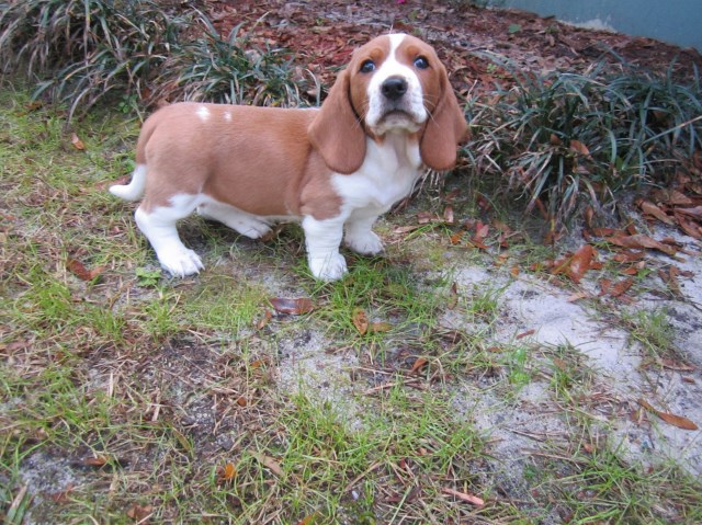 Basset Hound puppy for sale + 53053