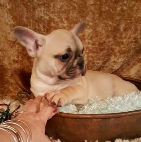 French Bulldog puppy for sale + 48080