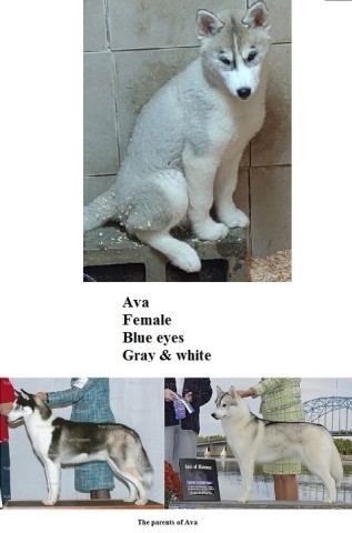 AKC Siberian Husky Champion  lines/ parents