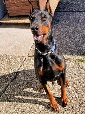 Male Pure Bred Doberman