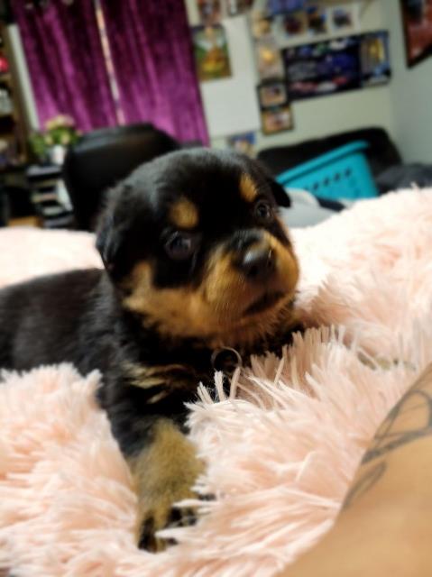 Rottweiler puppy for sale + 61795
