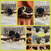 Yorkiepoo Puppies Yorkipoo for sale/adoption