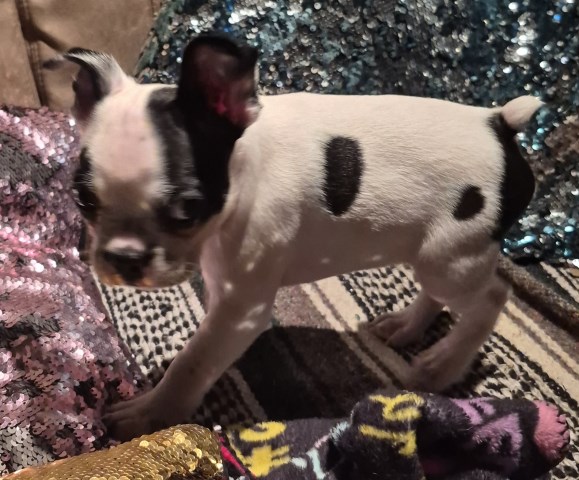 Boston Terrier puppy for sale + 66793