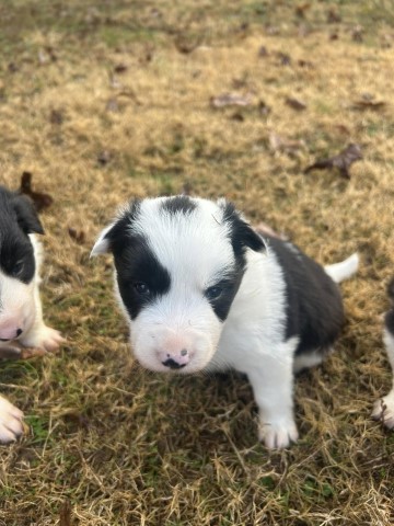 Purebred Border Collie