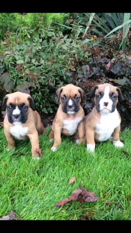 Boxer puppy for sale + 50193