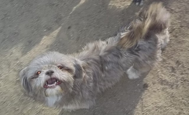 Shih Tzu puppy for sale + 66503
