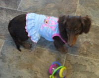 Mini Dachshund Female AKC Dachshund for sale/adoption