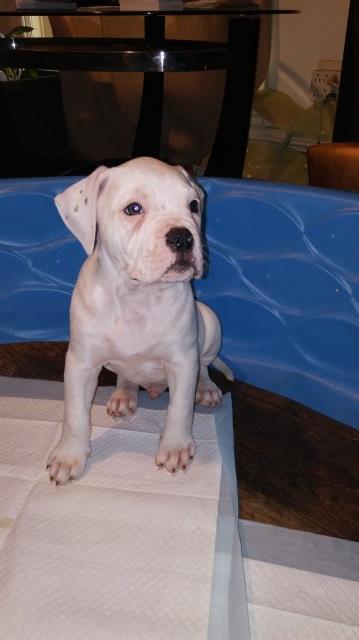 American Bulldog puppy for sale + 60918
