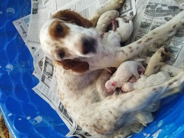 English Setter puppy for sale + 49696