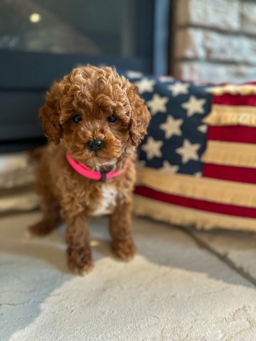 Goldendoodle puppy for sale + 66609