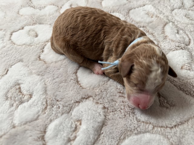 Mini F1bb Bernedoodle - Meet Snickerdoodle