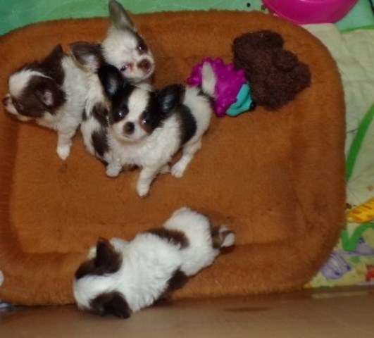 Chihuahua  Long Coat Tiny Puppies  Rose's
