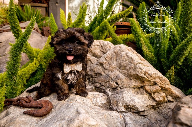 Mini Golden Doodle, max. 10 lbs, male. Name: 'ARMANI' "PENDING ADOPTION"