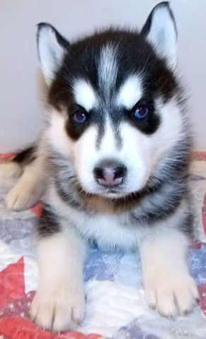 AKC Siberian Husky Pup Available