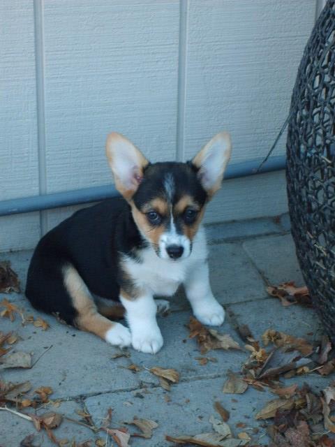 Pembroke Welsh Corgi puppy for sale + 54981