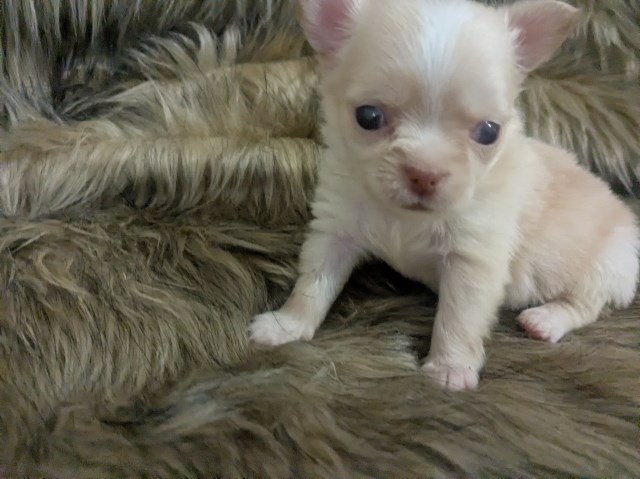 Lisa Marie Apple Head Chihuahua Female