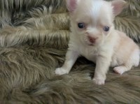 Chihuahua thumbnail