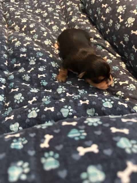 Yorkshire Terrier puppy for sale + 66537