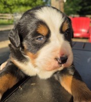 Bernese Mountain Bernese Mountain Dog for sale/adoption