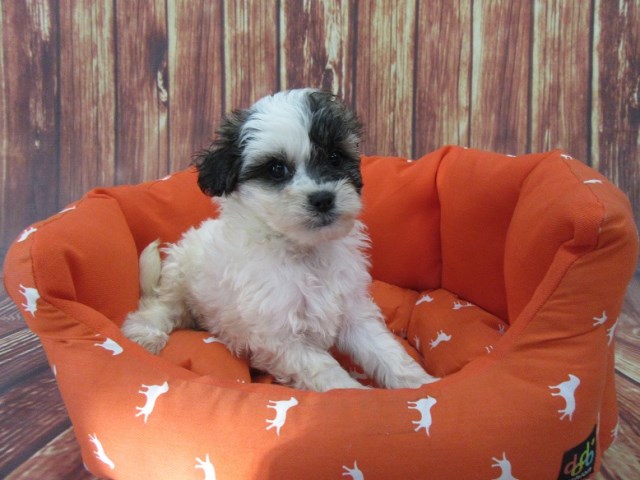 Maltese puppy for sale + 48191
