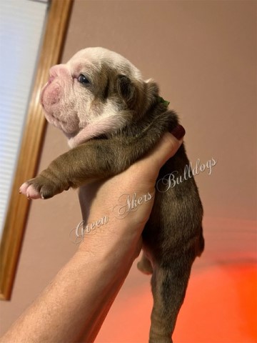 English Bulldog puppy for sale + 64493