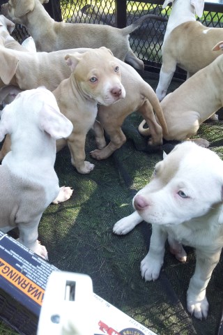 American Pit Bull Terrier puppy for sale + 49497