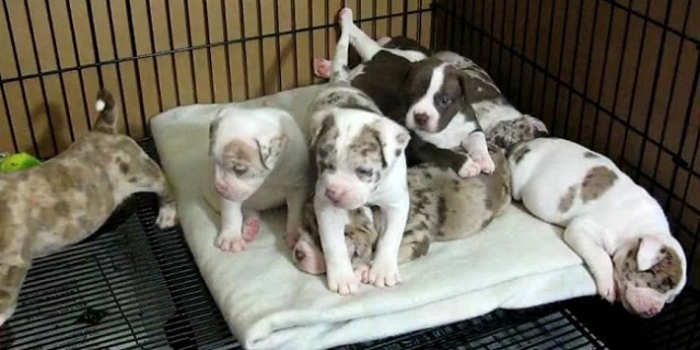 Alapaha Blue Blood Bulldog puppy for sale + 54816