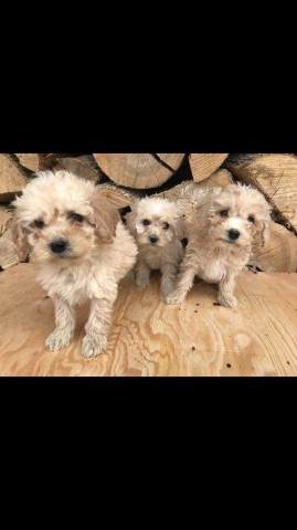 Maltipoo Puppies