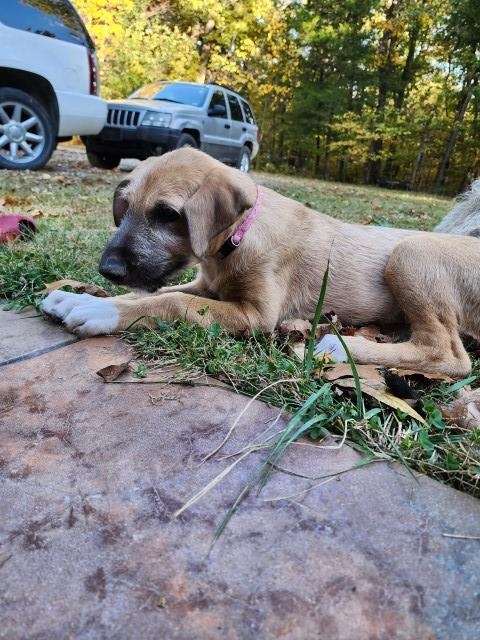 Irish Wolfhound puppy for sale + 64126