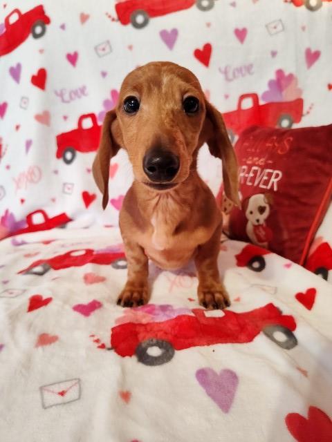 Dachshund puppy for sale + 64665