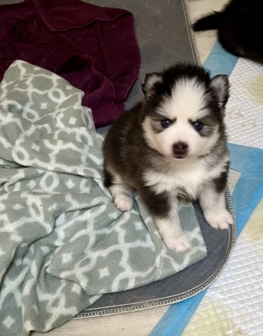 Pomsky puppy for sale + 63234