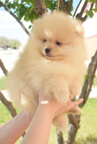 Pomeranian puppy for sale + 61685