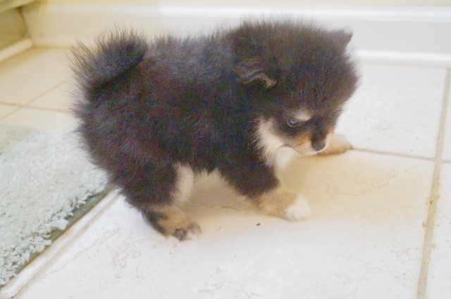 Pomeranian puppy for sale + 62193