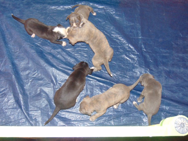 Pitbull Puppies