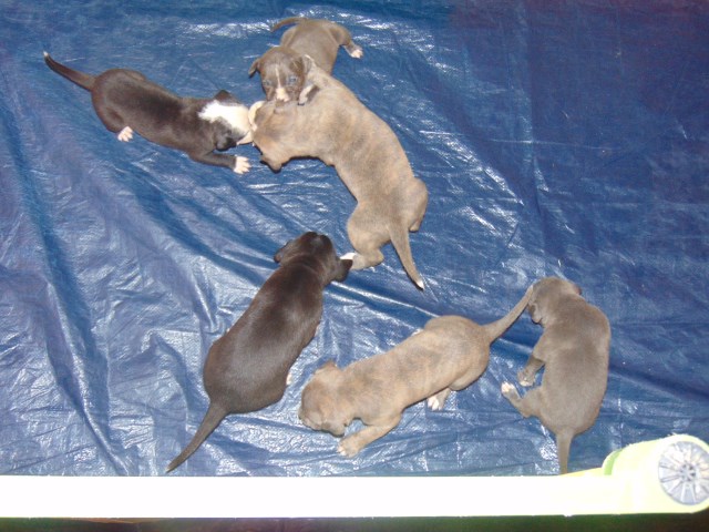 Pitbull Puppies