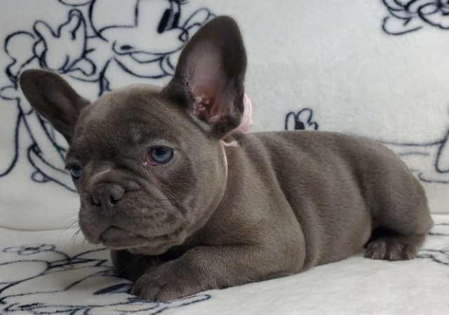 French Bulldog puppy for sale + 64052