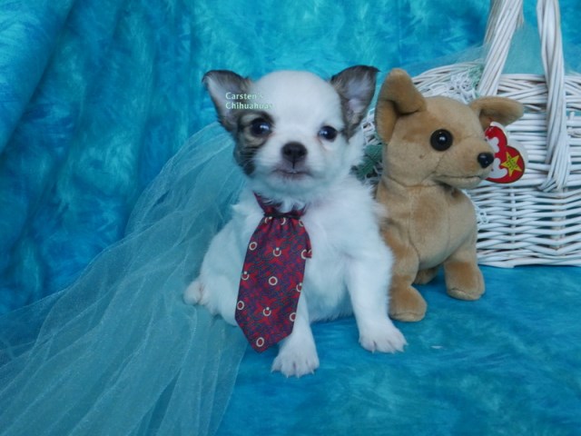 Chihuahua puppy for sale + 61981