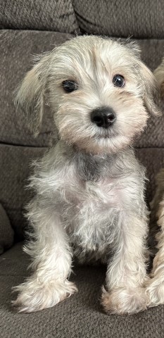 Miniature Schnauzer puppy for sale + 66125