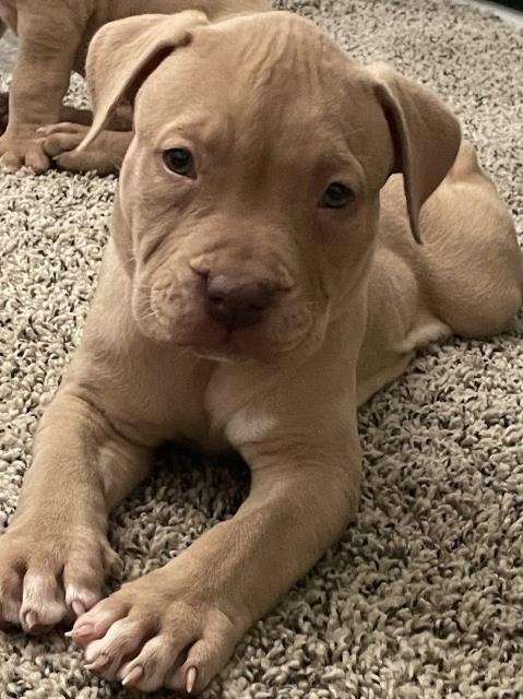 American Bully Pit XL Puppies