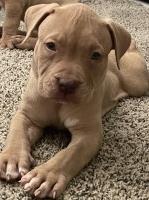 American Bully Pit XL Puppies American Pit Bull Terrier for sale/adoption