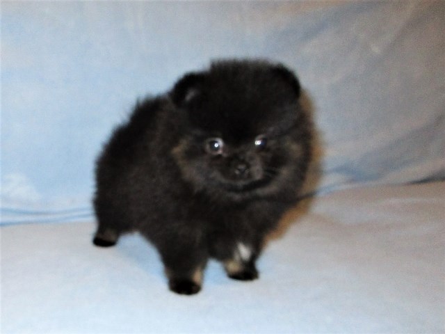 Brandy AKC Pomeranian Puppy